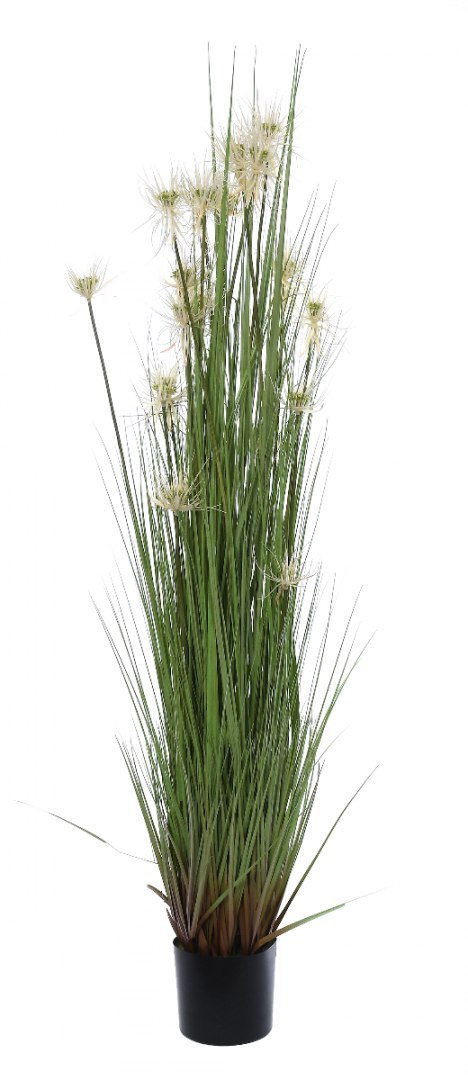 TRAWA PIONOWA SUNNY FLOWER WYS. 180CM TRAWA PIONOWA SUNNY FLOWER WYS. 180CM